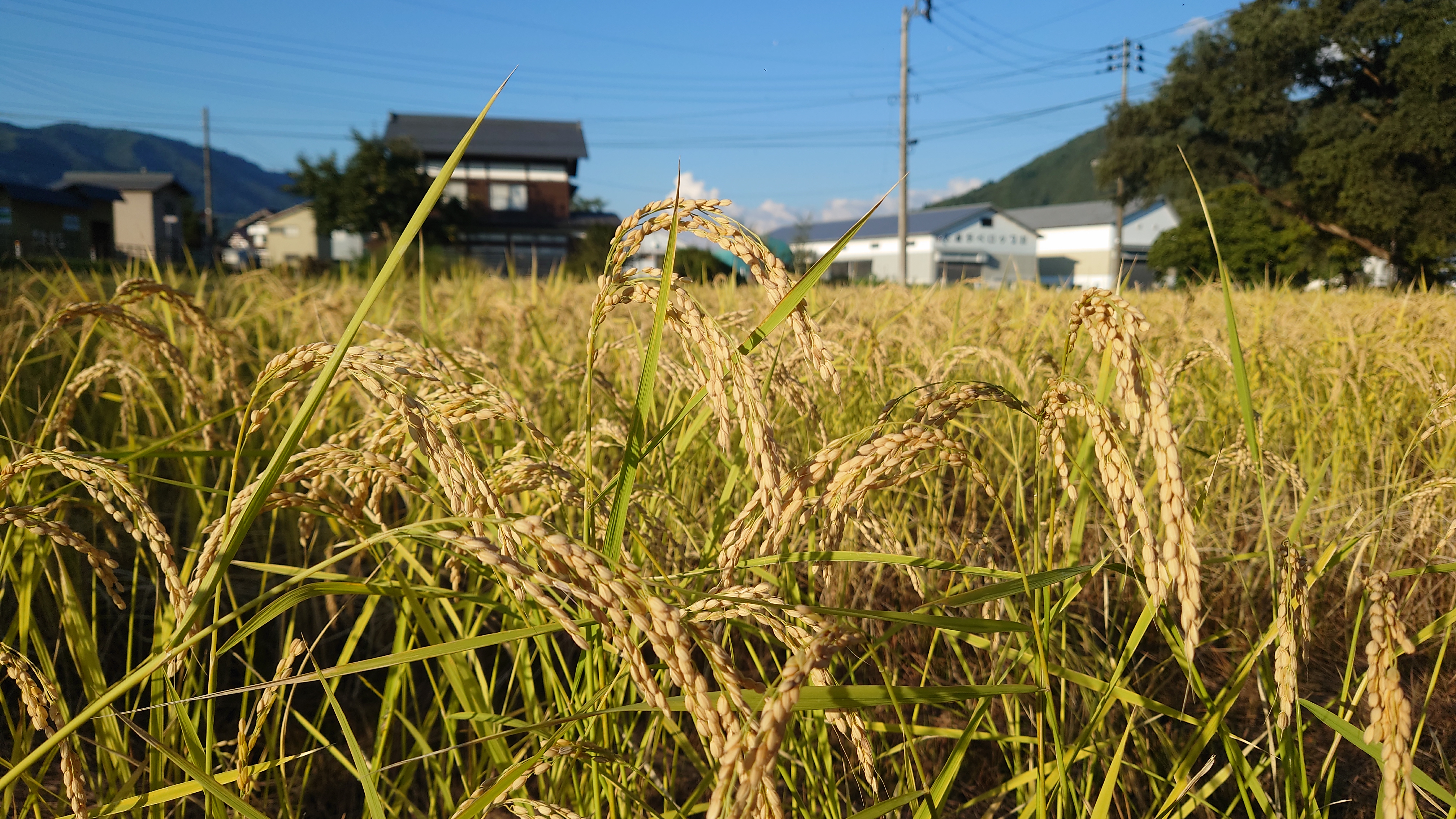 魚沼産コシヒカリ 最高級魚沼コシヒカリ 無農薬・有機栽培・産地直送 1